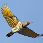Lumberton-Northern-Flicker-Kevin-Karlson